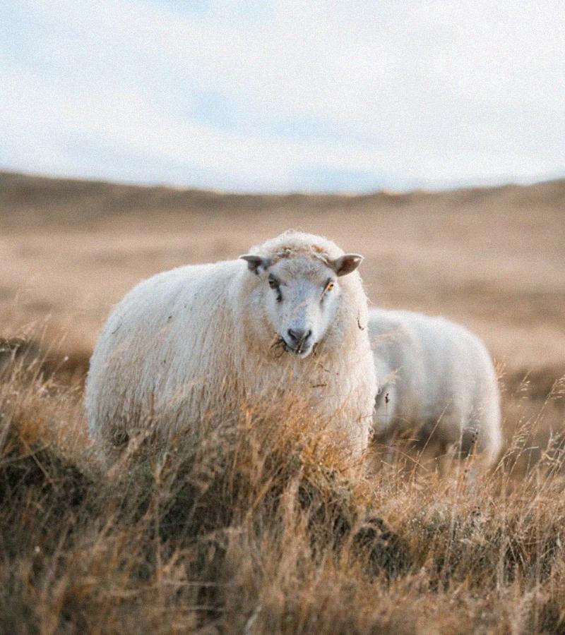 Respect for the Flock